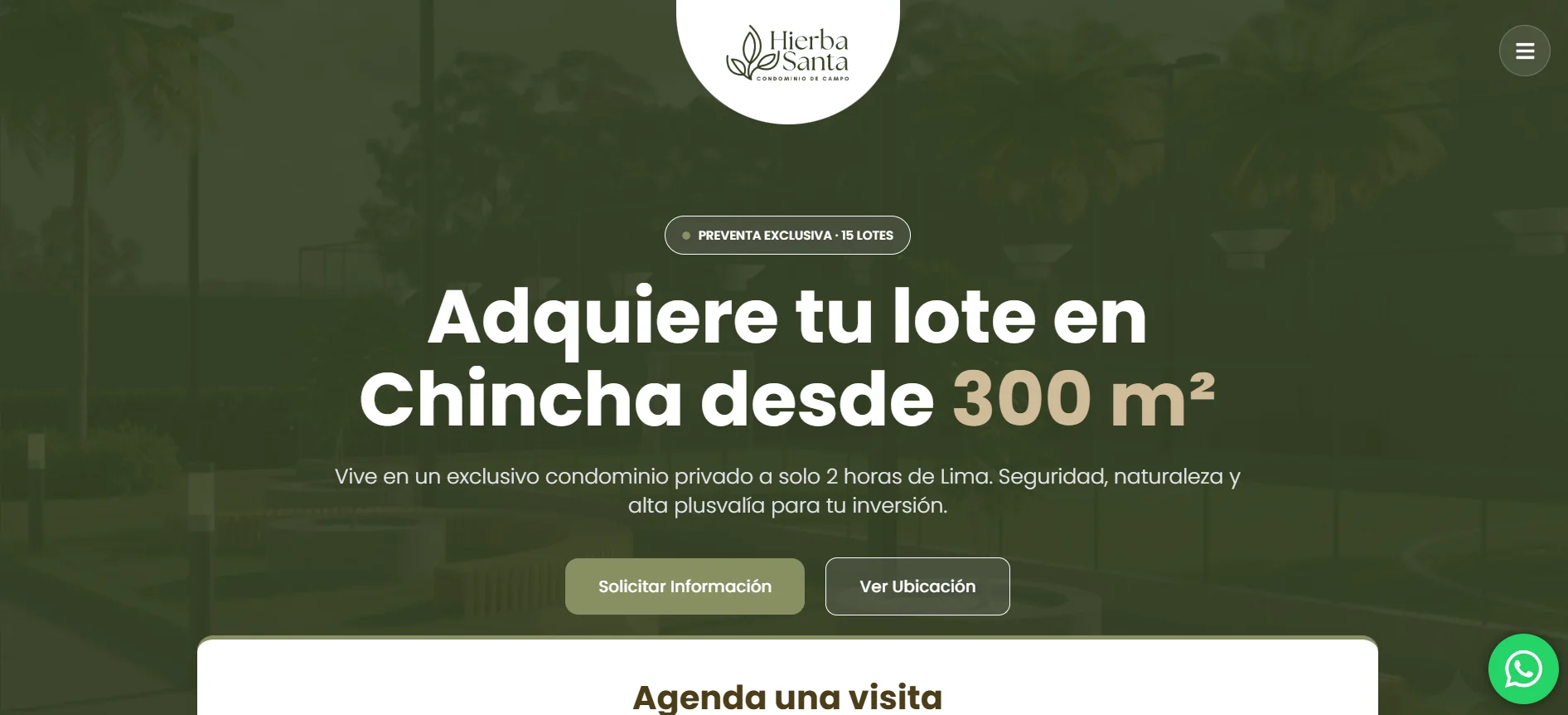 Hierba Santa Lotes en Chincha